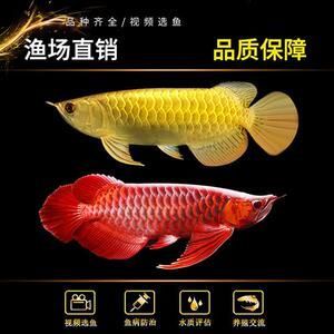 金龍魚幼苗吃什么好養(yǎng)（金龍魚幼苗的飼養(yǎng)需要注意飼料的選擇以確保它們能夠健康成長） 金龍魚幼苗吃什么好養(yǎng)（金龍魚幼苗的飼養(yǎng)需要注意飼料的選擇以確保它們能夠健康成長） 龍魚百科 第5張