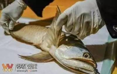 金龍魚幼苗吃什么好養(yǎng)（金龍魚幼苗的飼養(yǎng)需要注意飼料的選擇以確保它們能夠健康成長） 金龍魚幼苗吃什么好養(yǎng)（金龍魚幼苗的飼養(yǎng)需要注意飼料的選擇以確保它們能夠健康成長） 龍魚百科 第3張