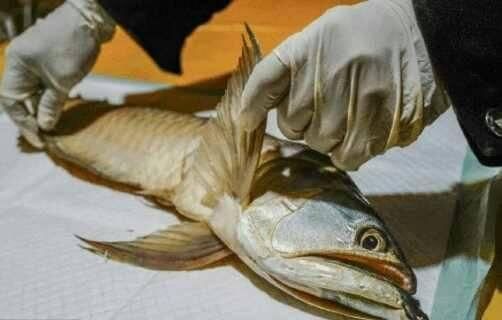 金龍魚幼苗吃什么好養(yǎng)（金龍魚幼苗的飼養(yǎng)需要注意飼料的選擇以確保它們能夠健康成長） 金龍魚幼苗吃什么好養(yǎng)（金龍魚幼苗的飼養(yǎng)需要注意飼料的選擇以確保它們能夠健康成長） 龍魚百科 第2張