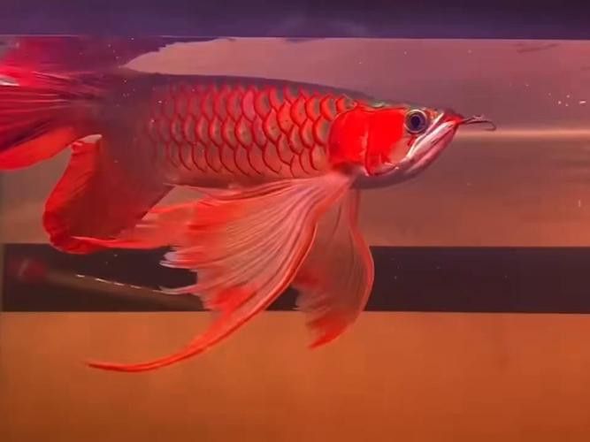 鳳凰龍魚的價格是多少？ 鳳凰龍魚的價格是多少？ 龍魚百科 第7張