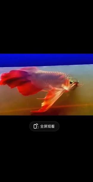 鳳凰龍魚的價格是多少？ 鳳凰龍魚的價格是多少？ 龍魚百科 第10張