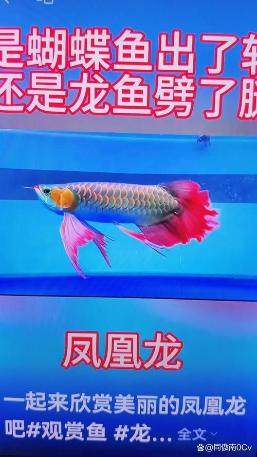 鳳凰龍魚的價格是多少？ 鳳凰龍魚的價格是多少？ 龍魚百科 第12張