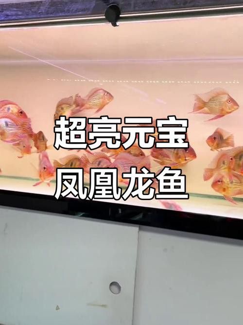 鳳凰龍魚的價格是多少？ 鳳凰龍魚的價格是多少？ 龍魚百科 第11張