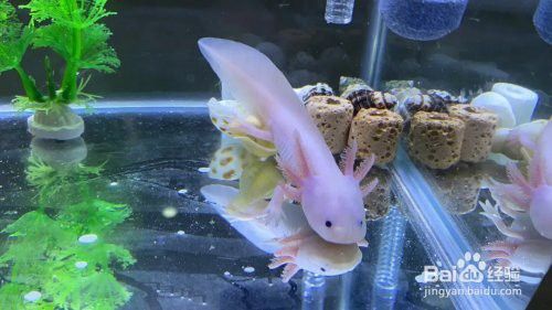 如何保持六角恐龍的水質清潔？