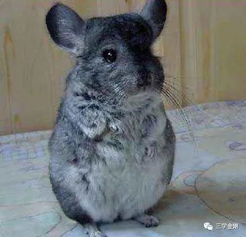 龍貓是聚財還是破財