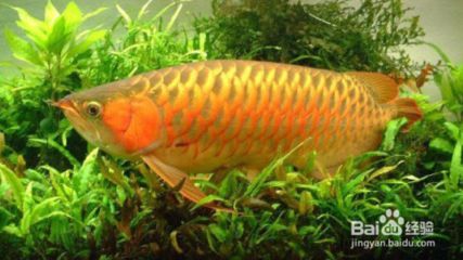 如何養(yǎng)金龍魚變金色魚：養(yǎng)金龍魚變金色魚需要注意以下幾個(gè)方面，水質(zhì)是影響金龍魚生長(zhǎng)和色彩的重要因素 如何養(yǎng)金龍魚變金色魚：養(yǎng)金龍魚變金色魚需要注意以下幾個(gè)方面，水質(zhì)是影響金龍魚生長(zhǎng)和色彩的重要因素 龍魚百科 第2張