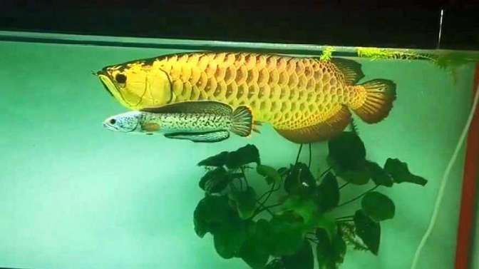 龍魚和金龍魚是一種魚嗎為什么，龍魚和金龍魚是兩種不同的觀賞魚，它們并不是同一種魚