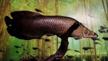 巨骨舌魚龍魚的祖先是誰：巨骨舌魚的祖先是一種原始的硬骨魚，它們?cè)诳铸垥r(shí)代就已經(jīng)存在