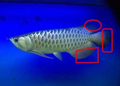 龍魚尾鰭開裂能長好嗎：龍魚尾鰭開裂后有可能恢復的可能性和速度取決于多個因素 龍魚尾鰭開裂能長好嗎：龍魚尾鰭開裂后有可能恢復的可能性和速度取決于多個因素 龍魚百科 第2張