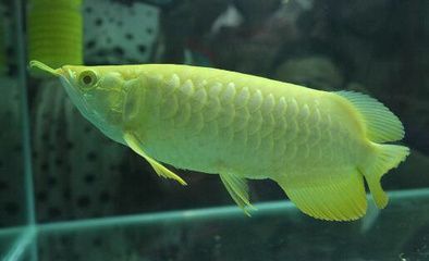 金龍魚不上色怎么回事兒：龍魚先天的遺傳因素會影響其發(fā)色