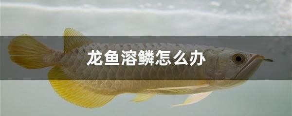 龍魚低頭游算問題嗎：龍魚低頭游怎么辦 龍魚低頭游算問題嗎：龍魚低頭游怎么辦 龍魚百科 第2張