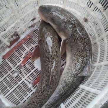 成都龍魚批發市場地址在哪里 成都龍魚批發市場地址在哪里 龍魚百科 第3張