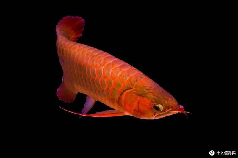 紅金龍魚多久發色