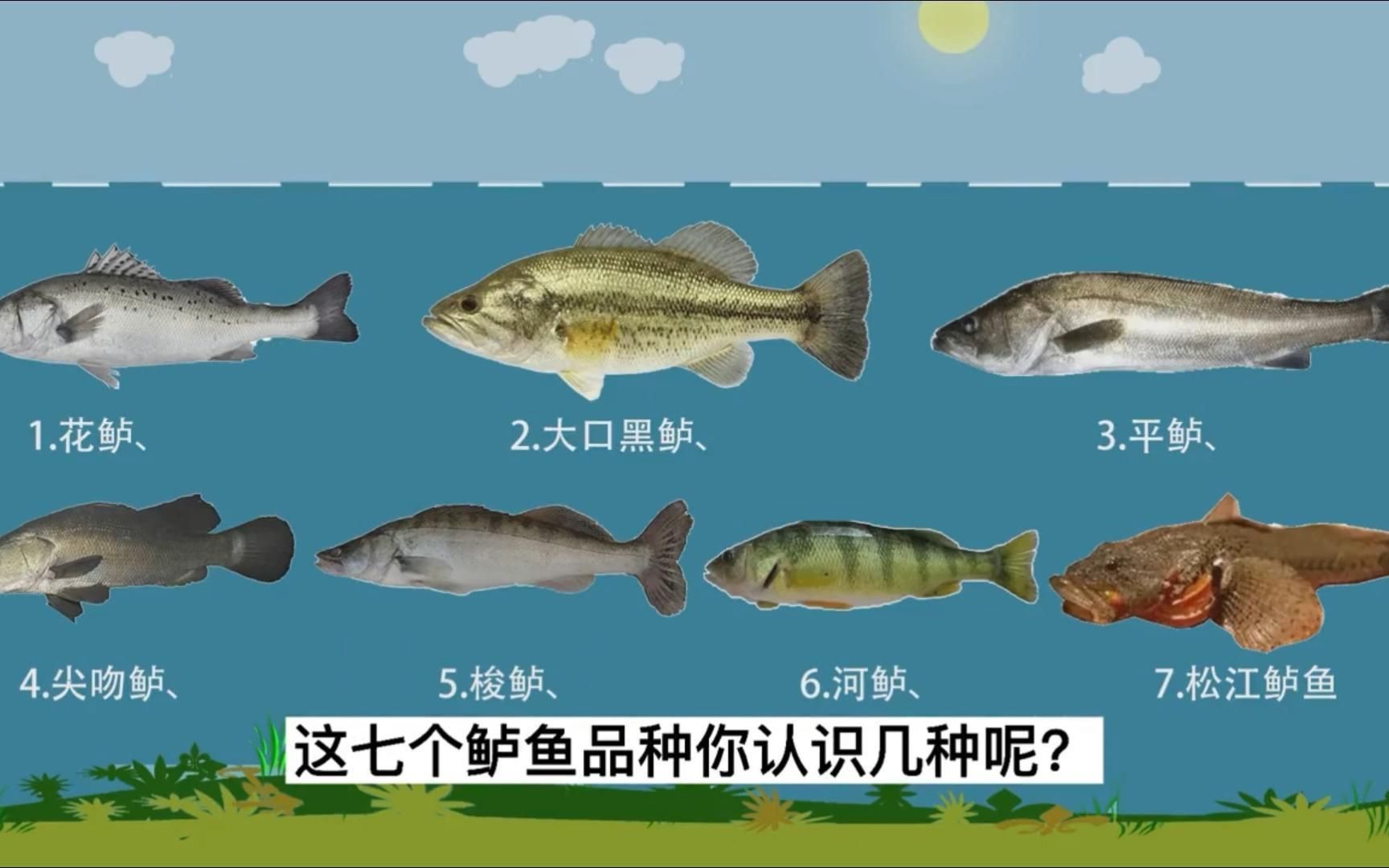 鱸魚有幾種