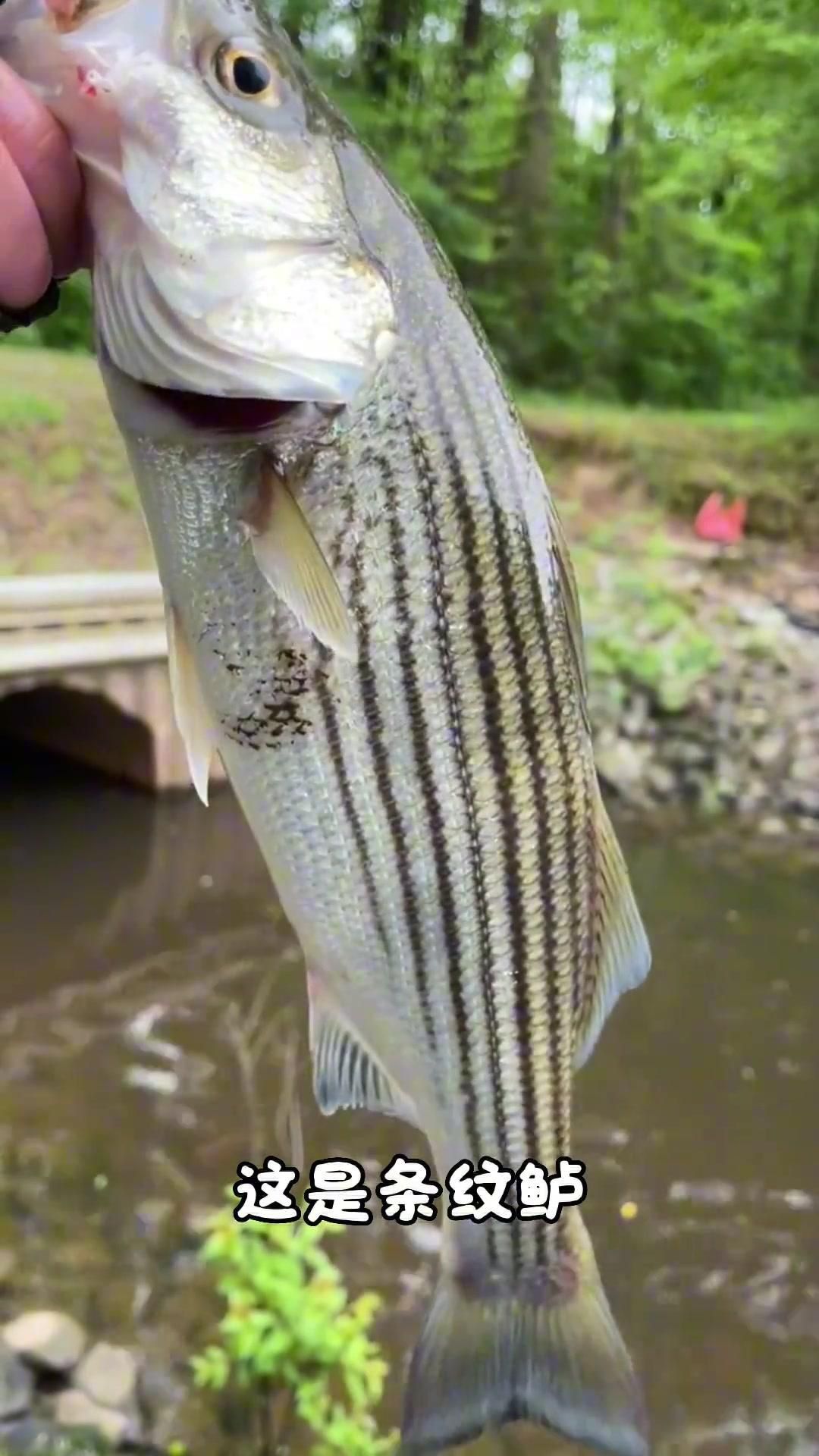 鱸魚有幾種