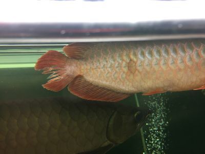 龍魚尾巴有血絲：龍魚尾巴有血絲可能是由于水質問題、細菌感染或其他疾病引起的 龍魚尾巴有血絲：龍魚尾巴有血絲可能是由于水質問題、細菌感染或其他疾病引起的 龍魚百科 第3張