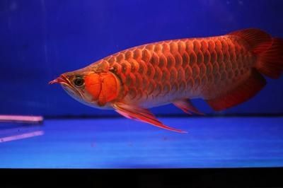 紅龍魚體型特征（紅龍魚的體型特征）