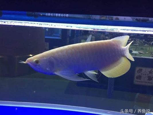 龍魚眼睛有點白膜，龍魚眼上出現白膜怎么辦 龍魚眼睛有點白膜，龍魚眼上出現白膜怎么辦 龍魚百科 第3張