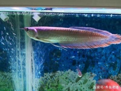喂銀龍魚的小魚,一次放多少進缸養：喂銀龍魚的小魚數量應根據銀龍魚的體長來決定以下是具體的喂食建議