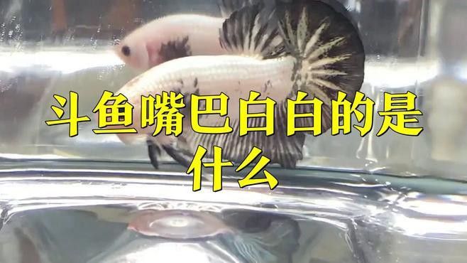 有哪些藥物可以有效治療龍魚嘴上的白色肉球？