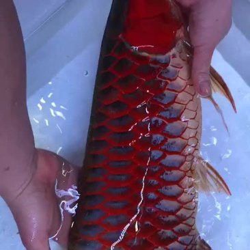 廣州花鳥市場批發龍魚價格查詢 廣州花鳥市場批發龍魚價格查詢 龍魚百科 第10張