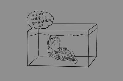 極魚龍魚：極魚龍魚缸售后服務不佳，實體店售后服務更是不懂