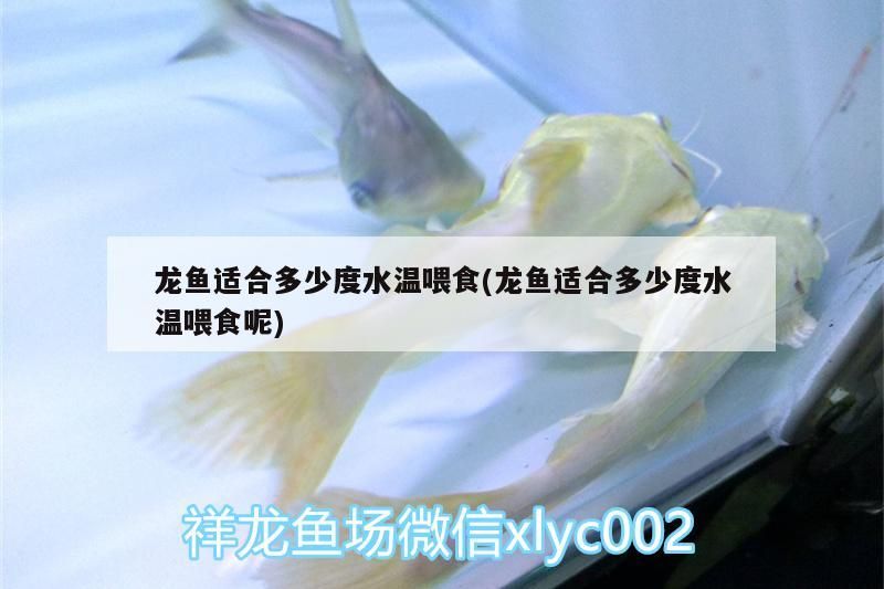 金龍魚用紅燈照可以嗎：金龍魚可以用紅色燈嗎