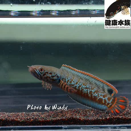 龍魚和雷龍魚的區別是什么：龍魚和雷龍魚的區別