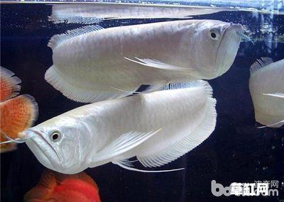 一條銀龍魚大概多少錢：一條銀龍魚大概多少錢一條銀龍魚大概多少錢