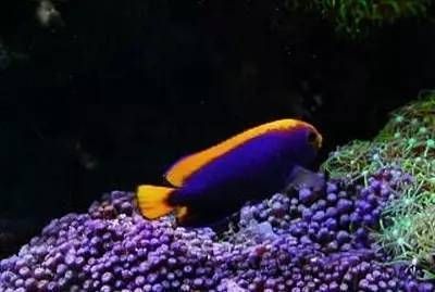 黃龍魚(yú)吃珊瑚嗎：黃龍魚(yú)會(huì)吃珊瑚嗎 黃龍魚(yú)吃珊瑚嗎：黃龍魚(yú)會(huì)吃珊瑚嗎 龍魚(yú)百科 第2張