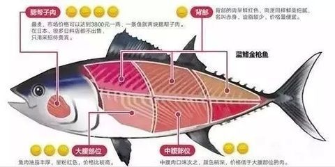 金龍魚和金槍魚哪個貴：探討金龍魚和金槍魚的價格哪個更貴金槍魚價格昂貴