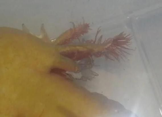 六角恐龍魚身上有白色絮狀物圖片