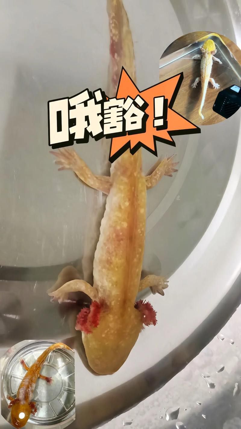 六角恐龍魚身上有白色絮狀物圖片
