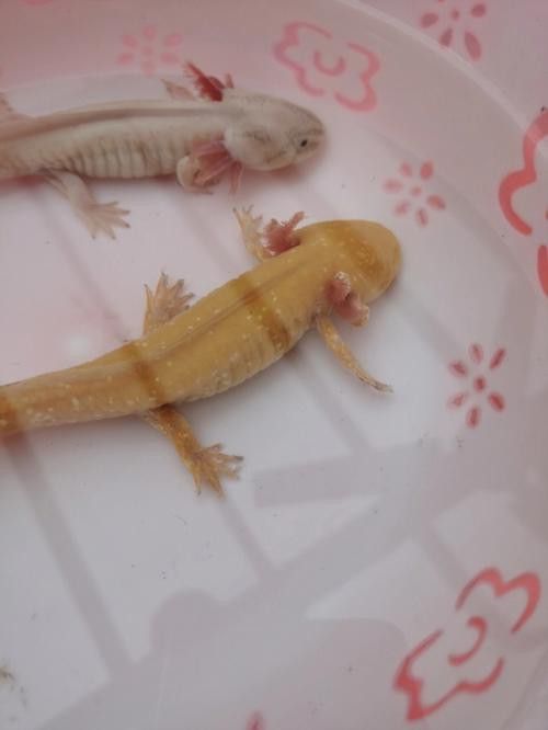 六角恐龍魚身上有白色絮狀物圖片