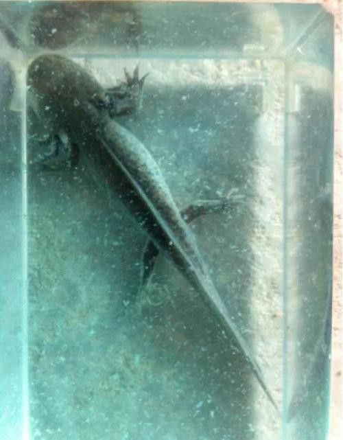 六角恐龍魚身上有白色絮狀物圖片