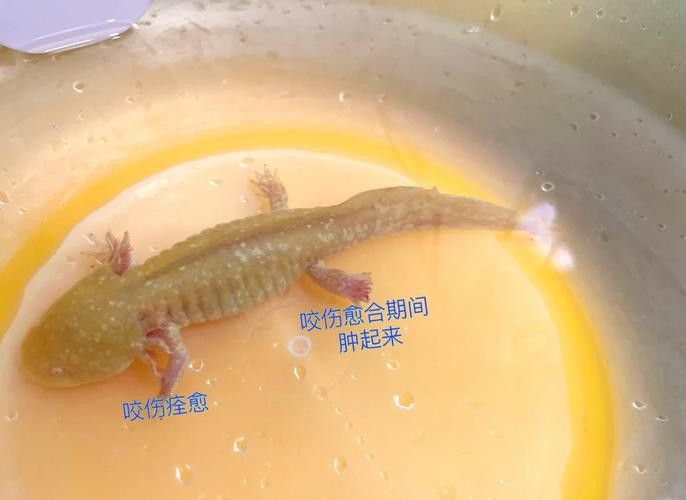 六角恐龍魚身上有白色絮狀物圖片