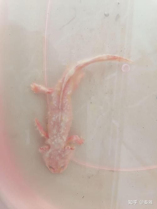 六角恐龍魚身上有白色絮狀物圖片