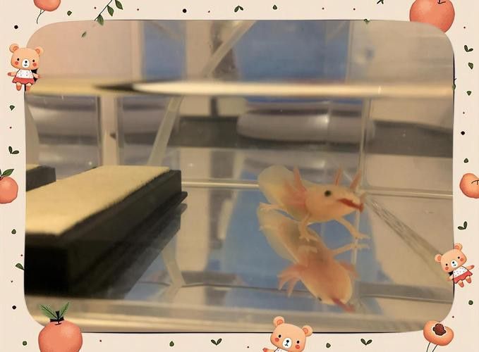 六角恐龍魚身上有白色絮狀物圖片
