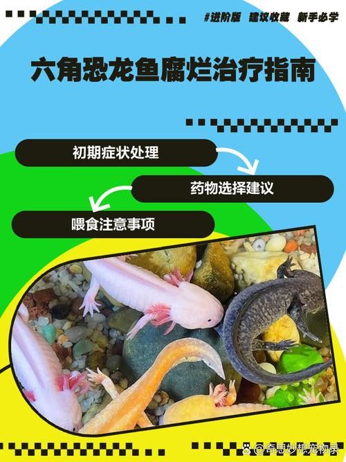 六角恐龍魚身上有白色絮狀物圖片