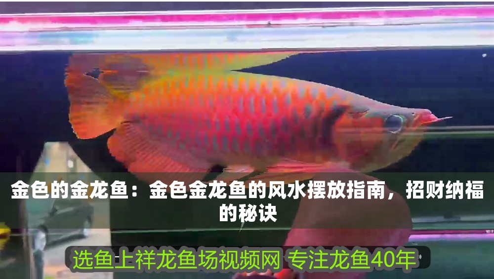 金色的金龍魚：金色金龍魚的風水擺放指南，招財納福的秘訣 金色的金龍魚：金色金龍魚的風水擺放指南，招財納福的秘訣 龍魚百科 第1張