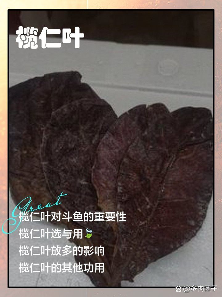 欖仁葉適合龍魚缸嗎