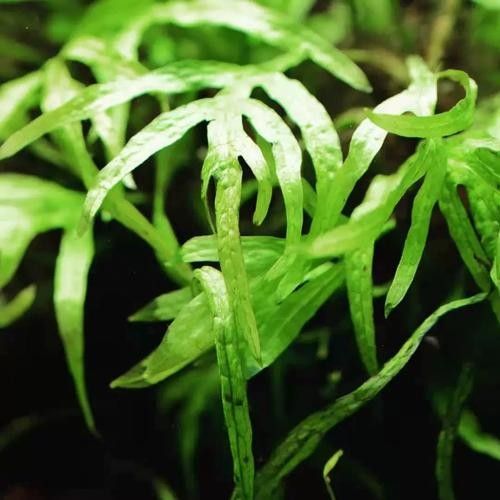 龍魚缸中應(yīng)該放哪些水草？