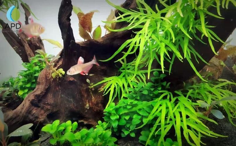龍魚缸中應(yīng)該放哪些水草？