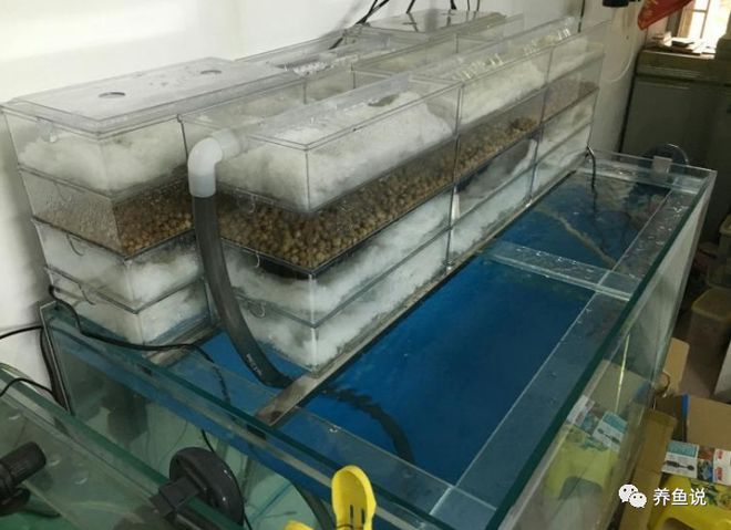 黑底養(yǎng)的金龍魚叫什么（關(guān)于黑底養(yǎng)的金龍魚的具體名稱并沒有直接搜索結(jié)果給出明確答案）
