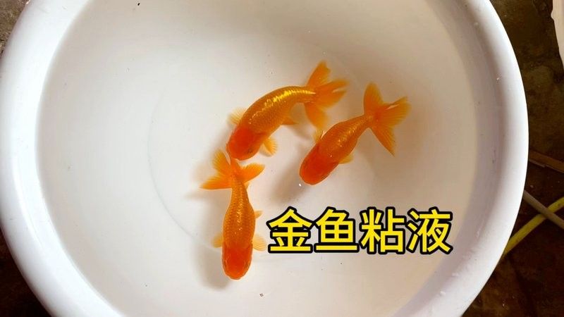 雷龍魚體表黏液是否會引起過敏？