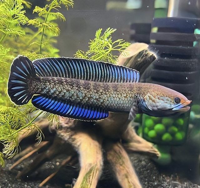 雷龍魚體表黏液是否會引起過敏？