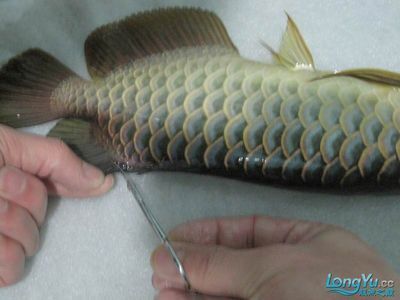 龍魚尾鰭彎曲：龍魚尾鰭彎曲可能有多種原因處理方法也會有所不同 龍魚尾鰭彎曲：龍魚尾鰭彎曲可能有多種原因處理方法也會有所不同 龍魚百科 第3張