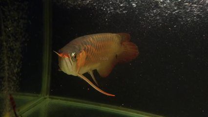 金龍魚幼苗多少錢一只啊【金頭過背金龍魚幼苗價格相對低于過背金龍魚幼苗的價格】