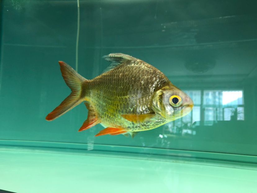 龍魚和泰國鯽魚混養可以嗎：龍魚和泰國鯽魚可以在同一個魚缸中混養以下是支持這些原因 龍魚和泰國鯽魚混養可以嗎：龍魚和泰國鯽魚可以在同一個魚缸中混養以下是支持這些原因 龍魚百科 第3張