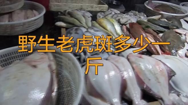 老虎斑魚2025價(jià)格